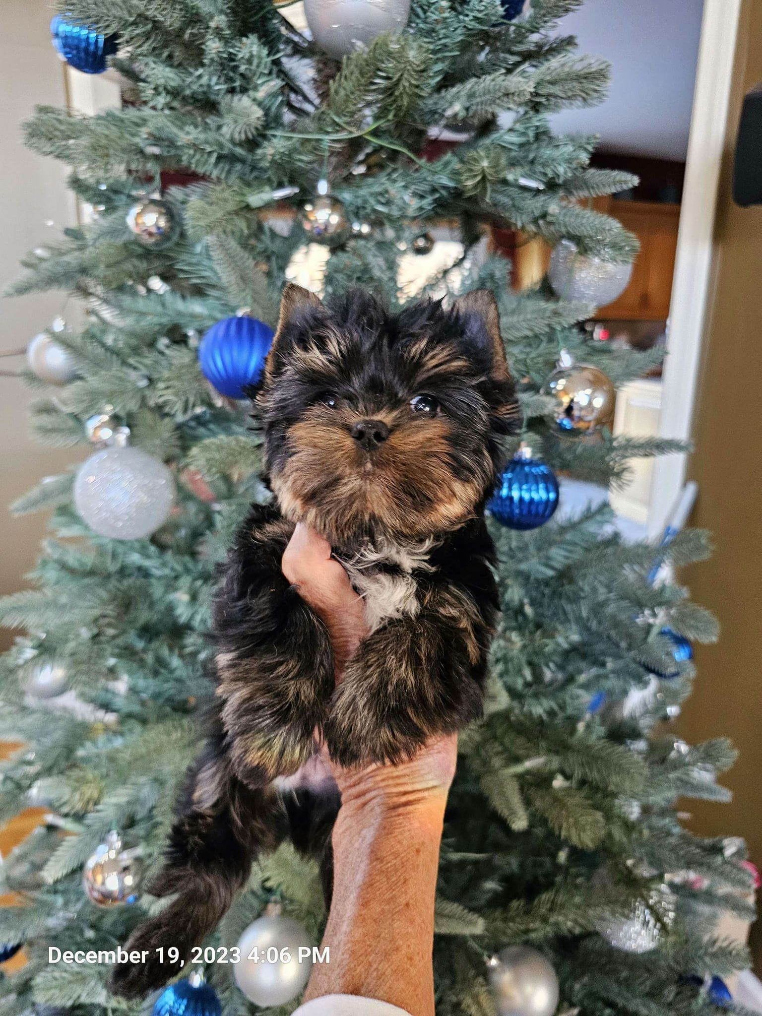 A person is holding a small puppy in front of a christmas tree.