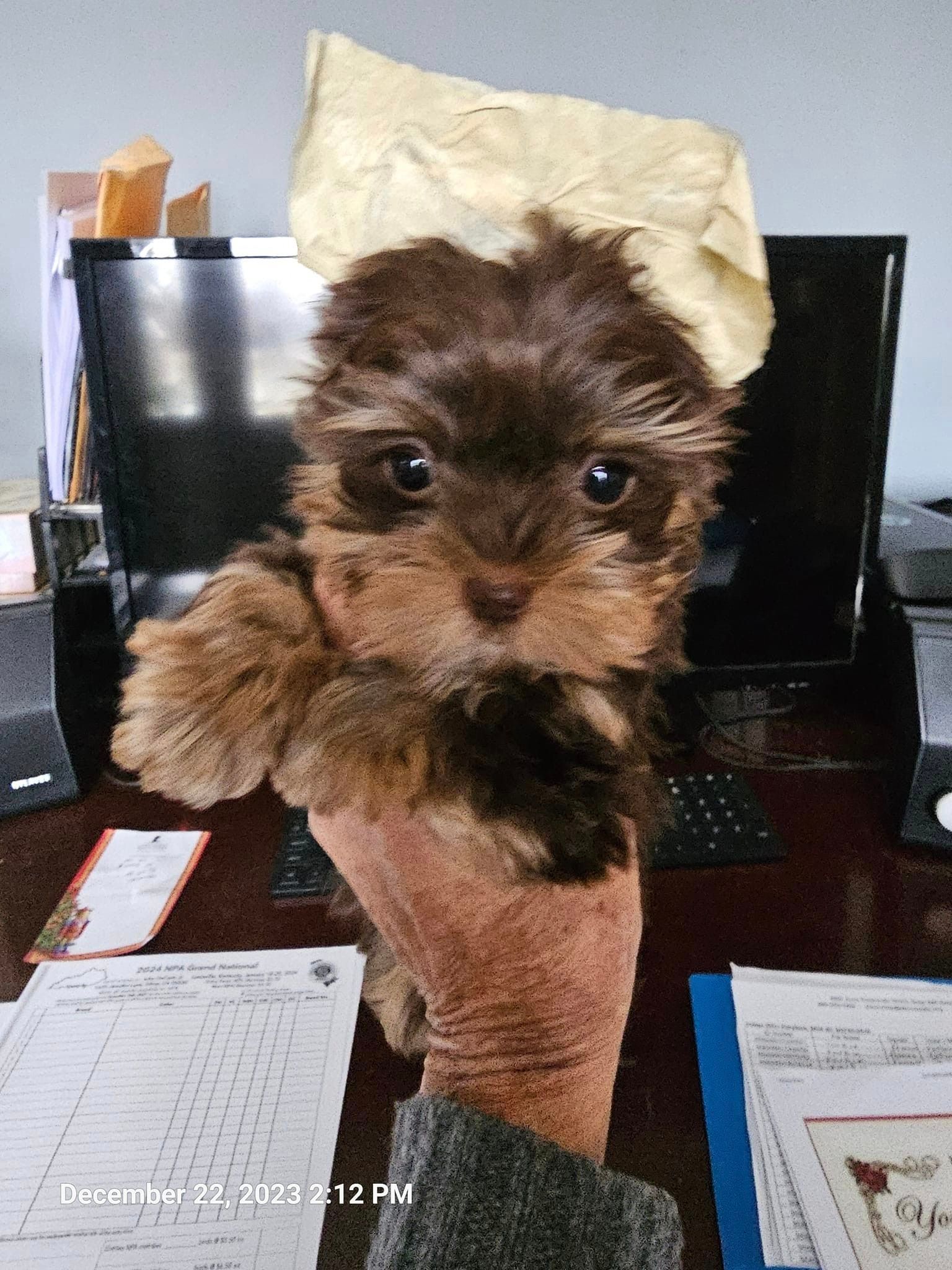 A person is holding a small brown puppy wearing a chef hat.