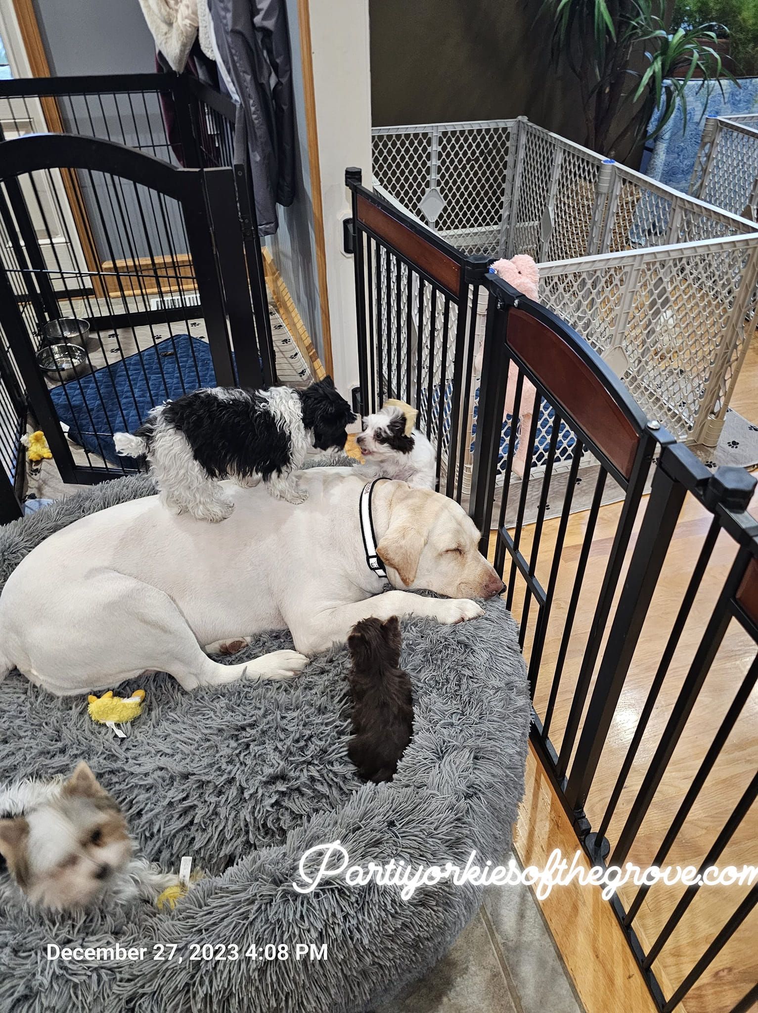 Three dogs are laying on a blanket in a room next to a fence.