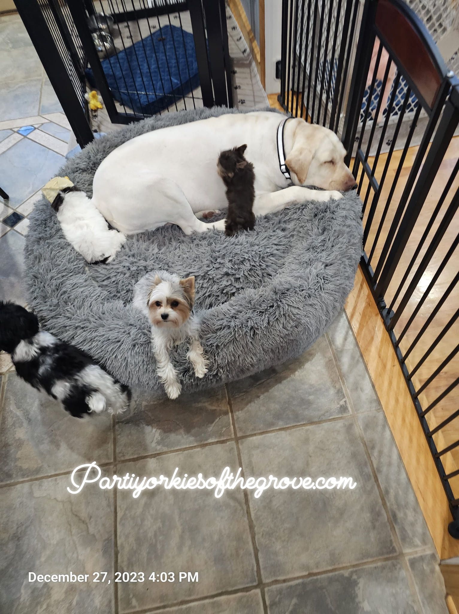 A dog and two kittens are laying in a dog bed.