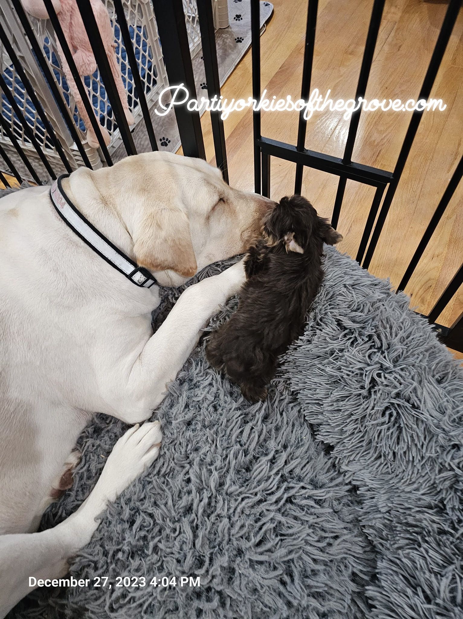 A dog is licking another dog 's paw in a cage.