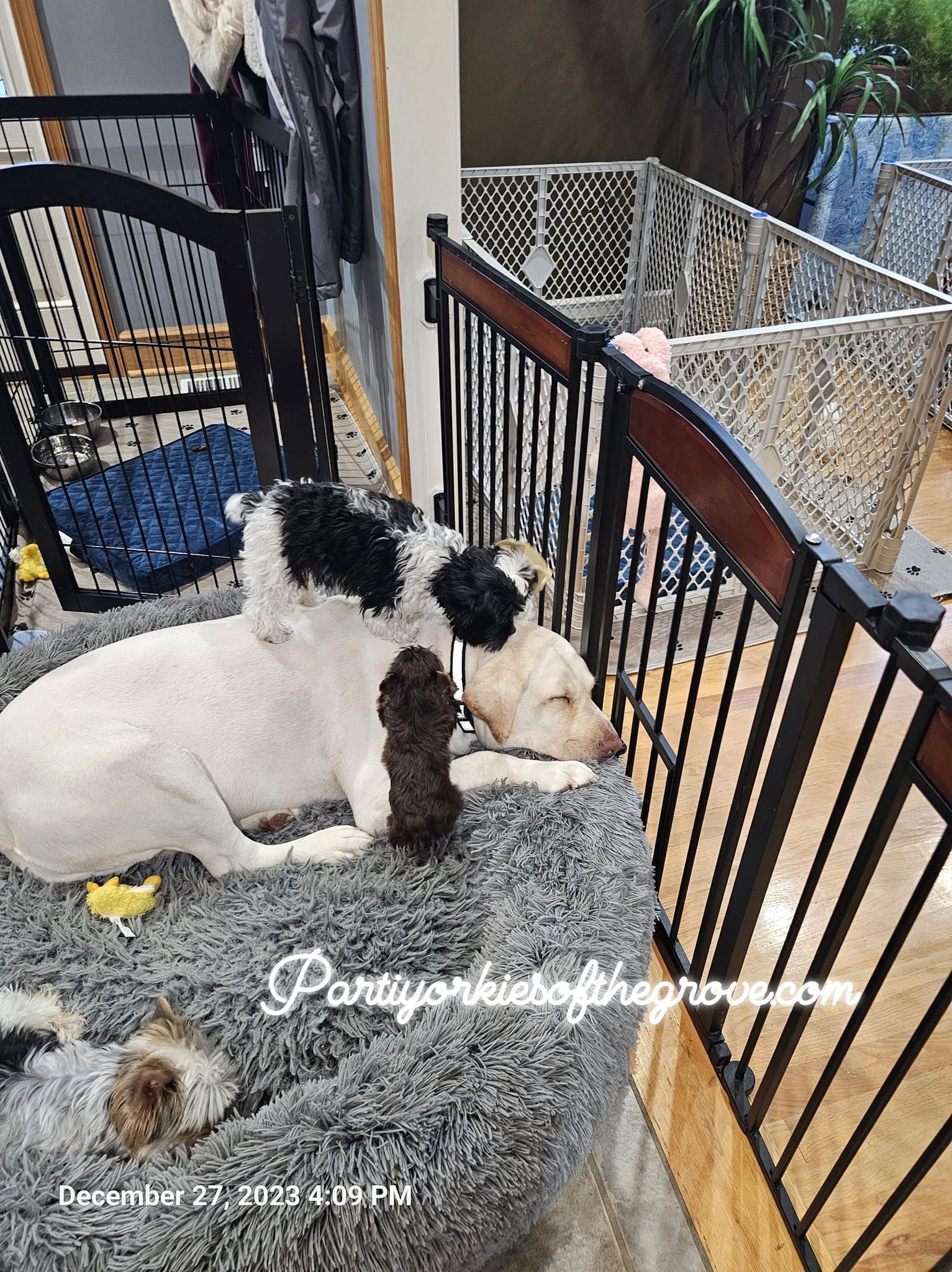 A dog and two puppies are laying in a cage.