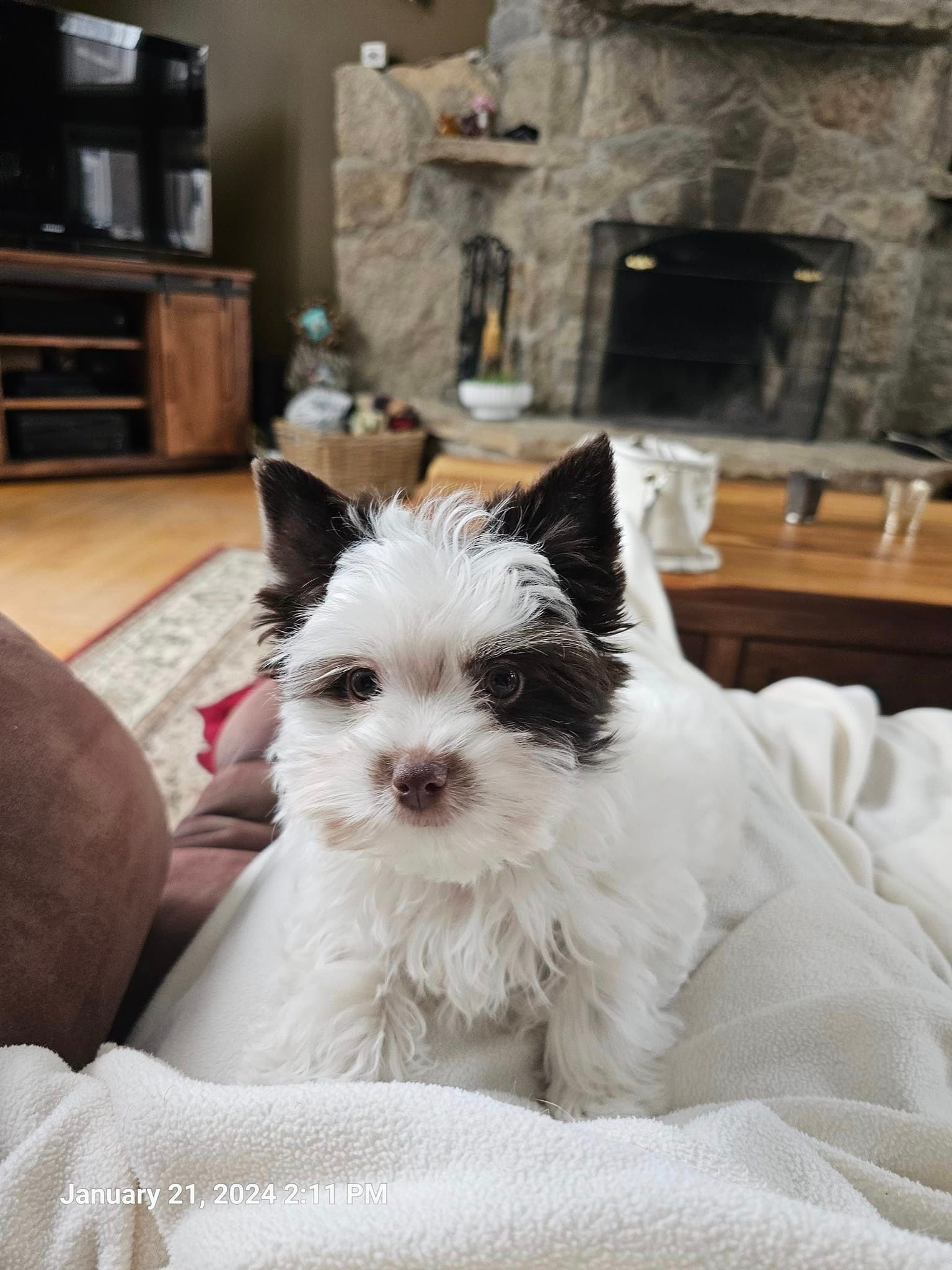 A small white dog is laying on a person 's lap in a living room.