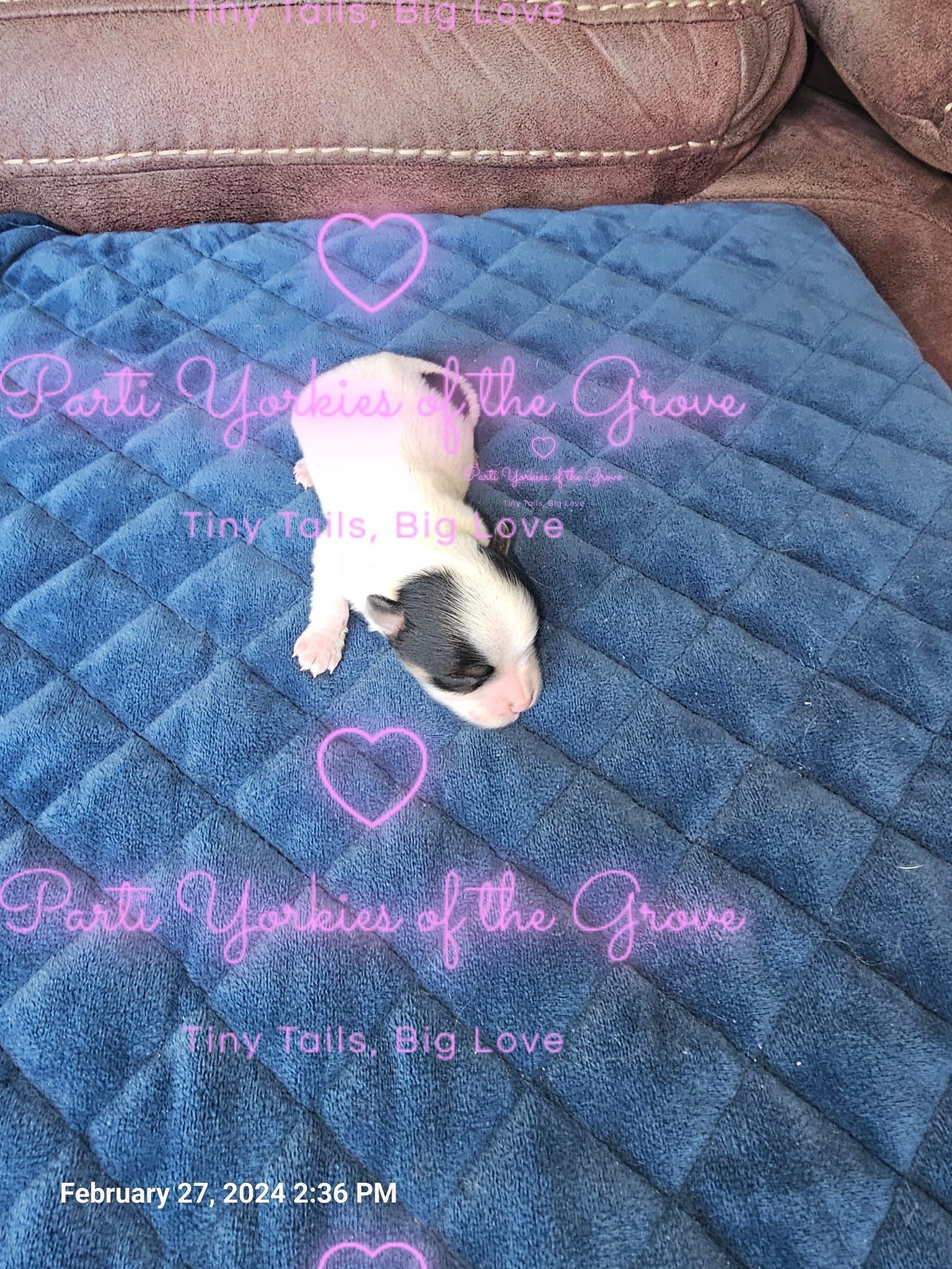 A puppy is laying on a blue blanket on a couch.