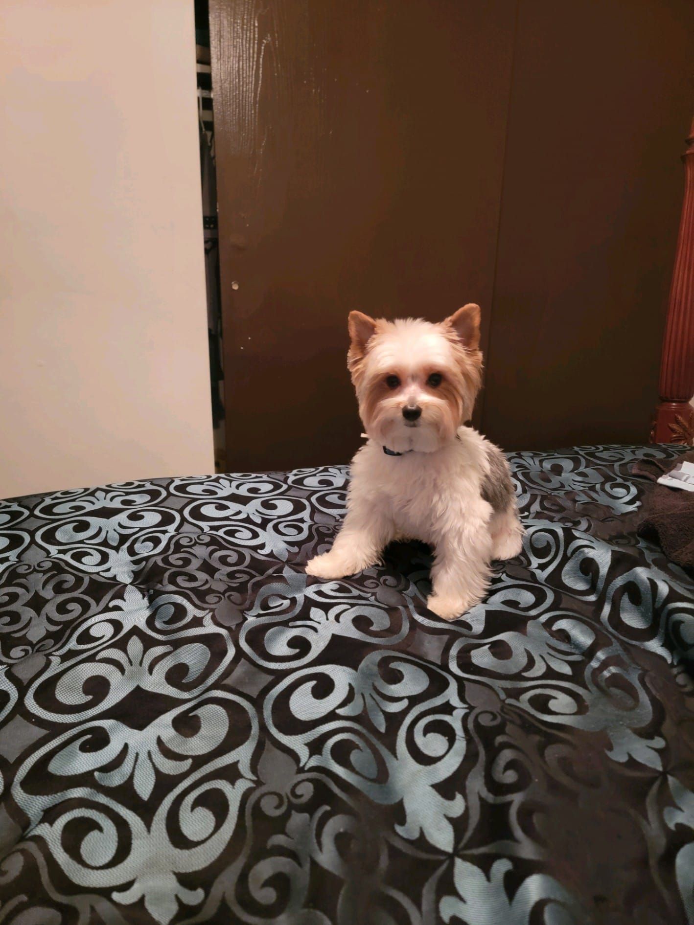 A small white dog is sitting on top of a bed.