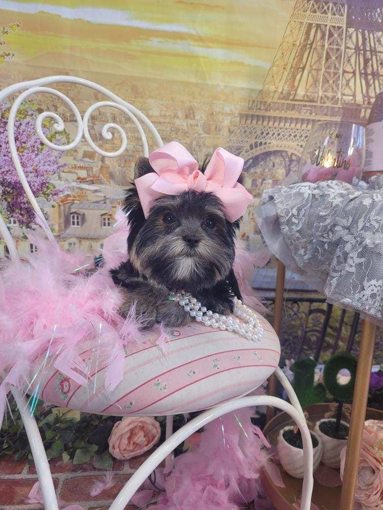 A small dog wearing a pink bow and pearls is sitting on a chair.