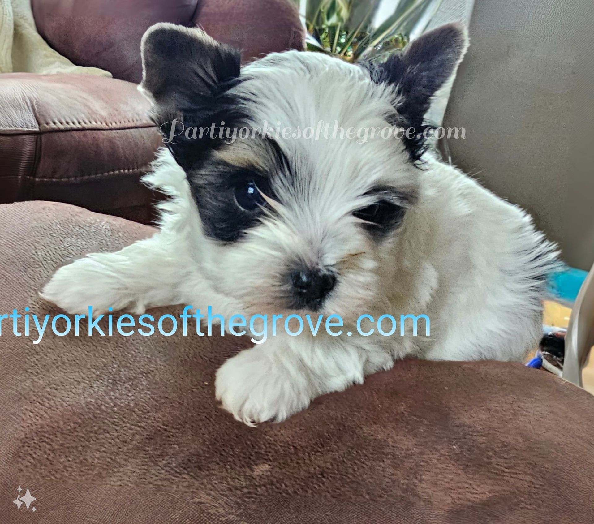 A black and white puppy is laying on a brown couch ..