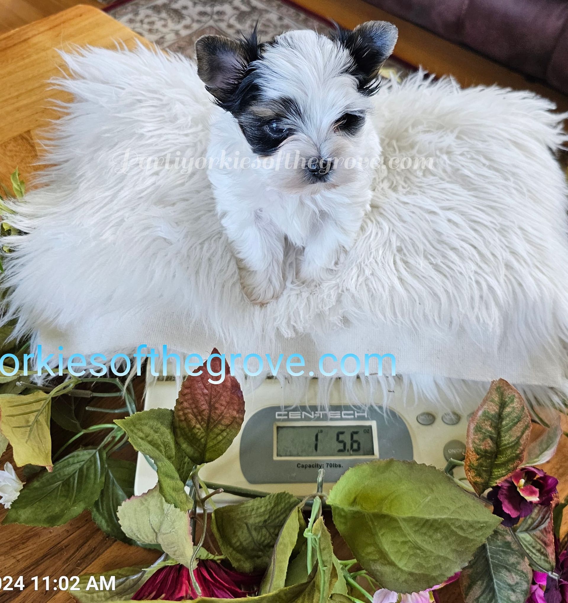 A small white dog laying on top of a scale with the number 56 on it