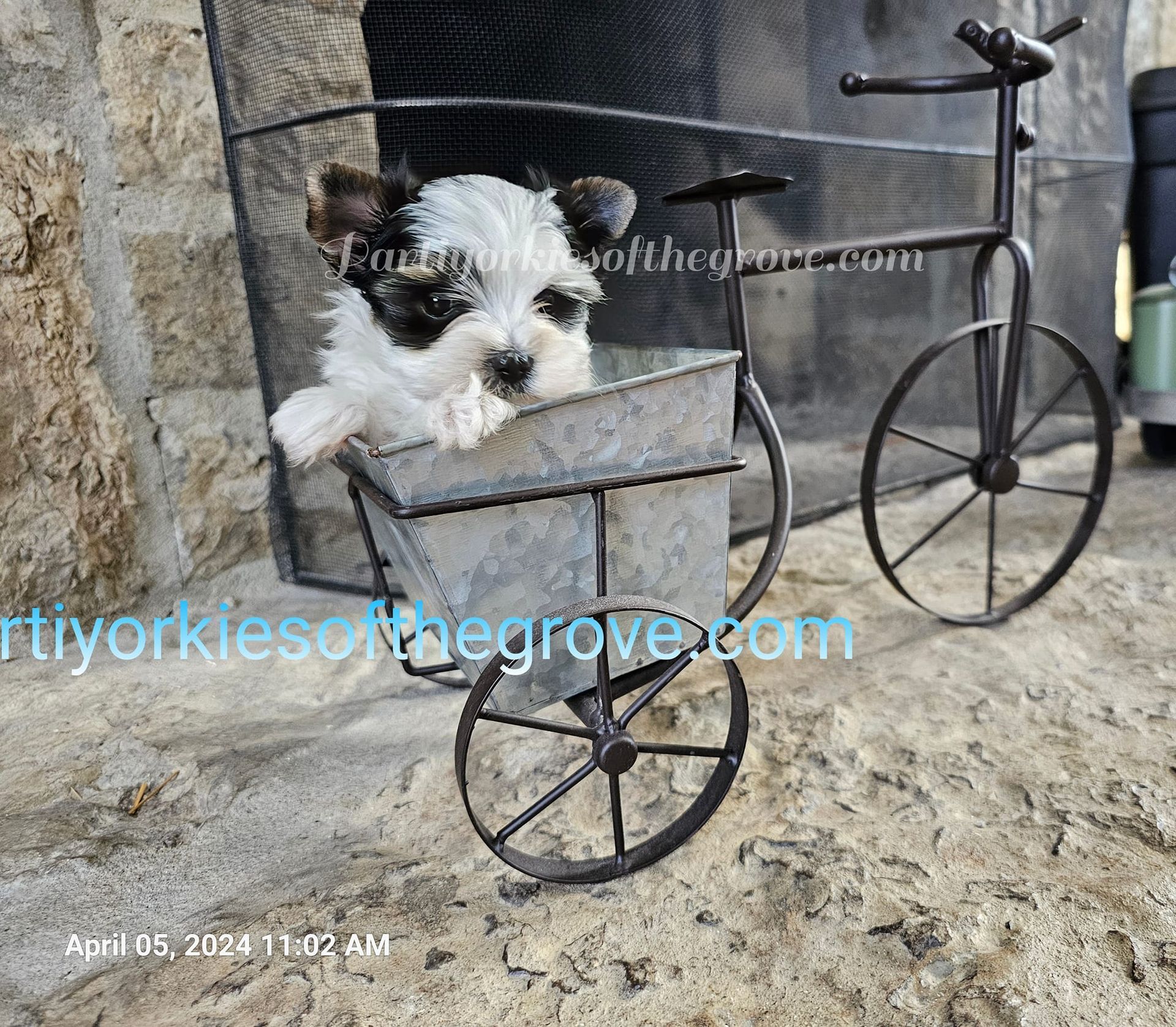 A small black and white dog is sitting in a bicycle planter