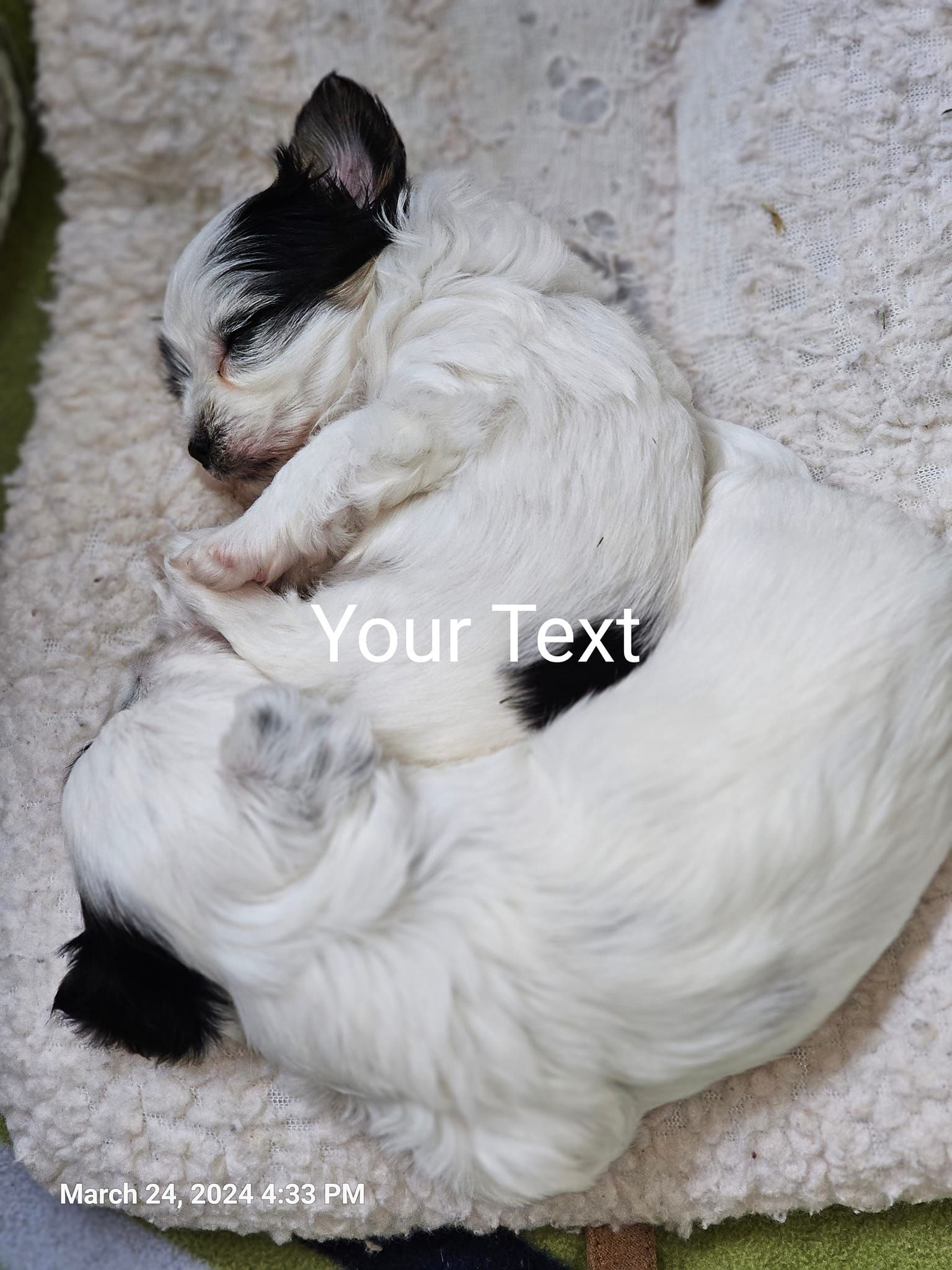 A black and white puppy is sleeping on top of another puppy