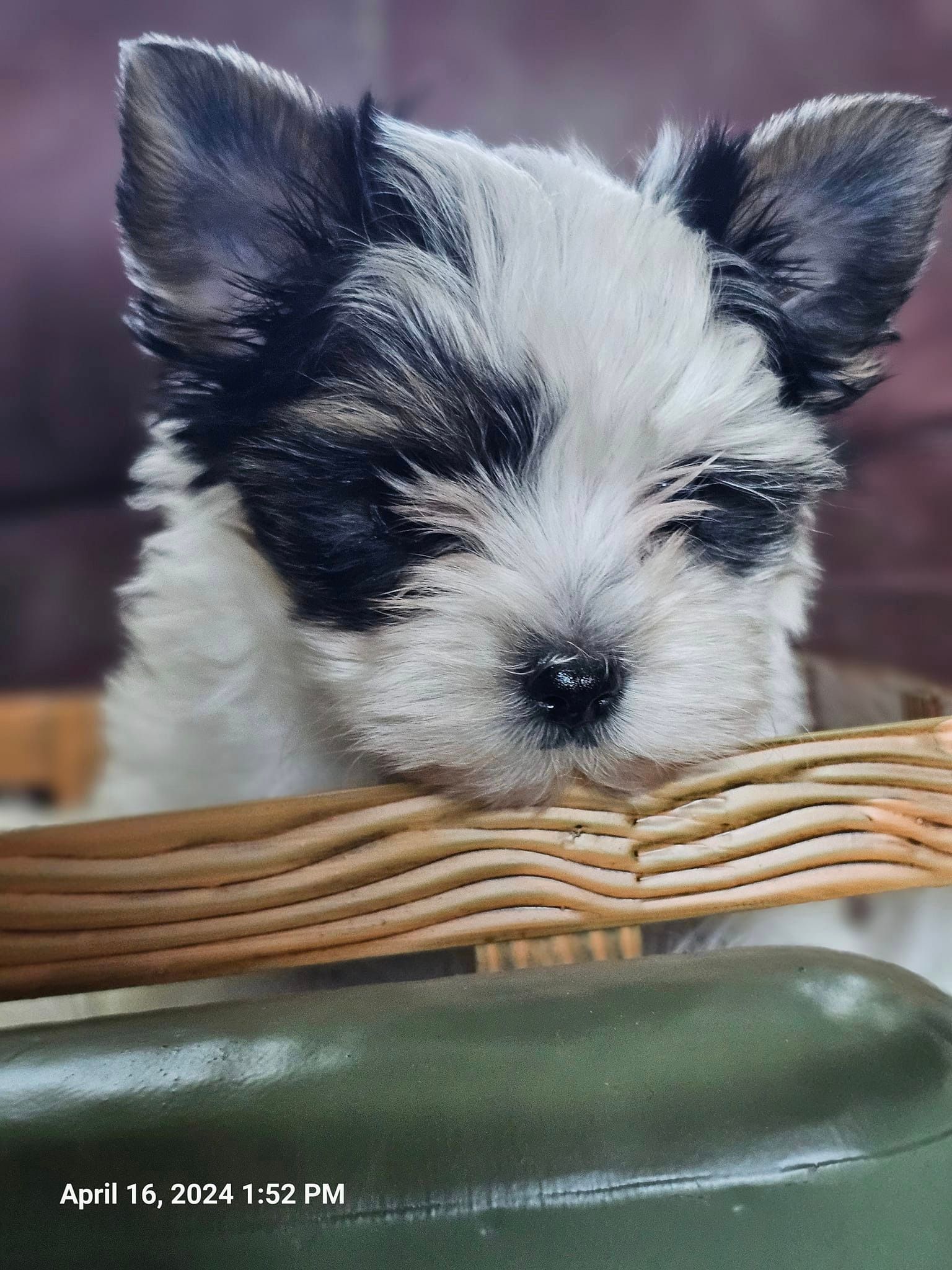 A black and white puppy is sleeping in a basket.