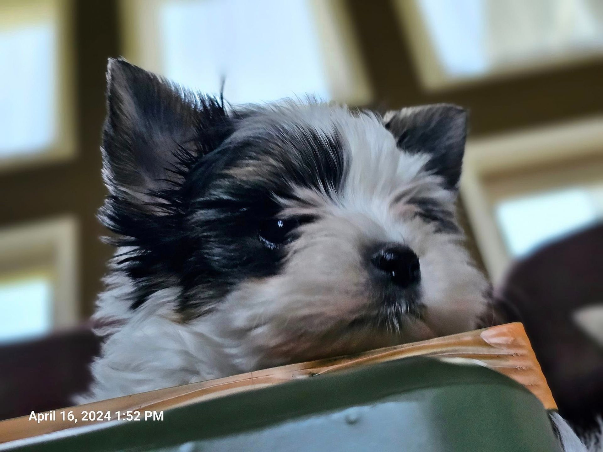 A black and white puppy is laying on a box