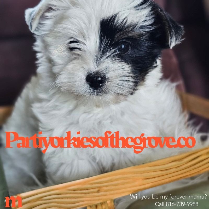 A black and white puppy is sitting in a wicker basket