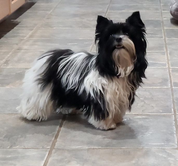 A black and white dog is standing on a tiled floor