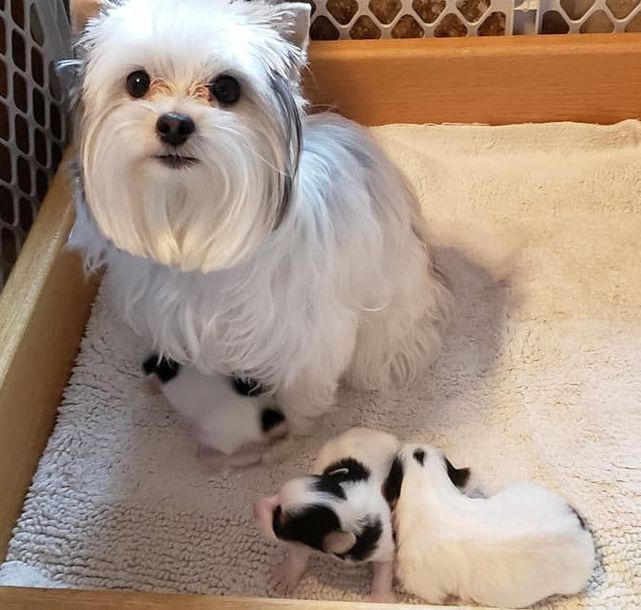 A small white dog is sitting next to two small puppies