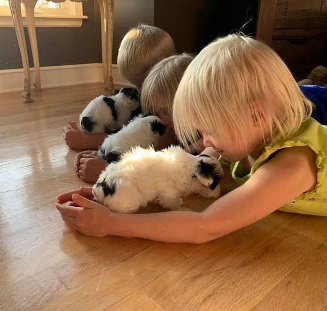 A little girl is playing with a black and white puppy