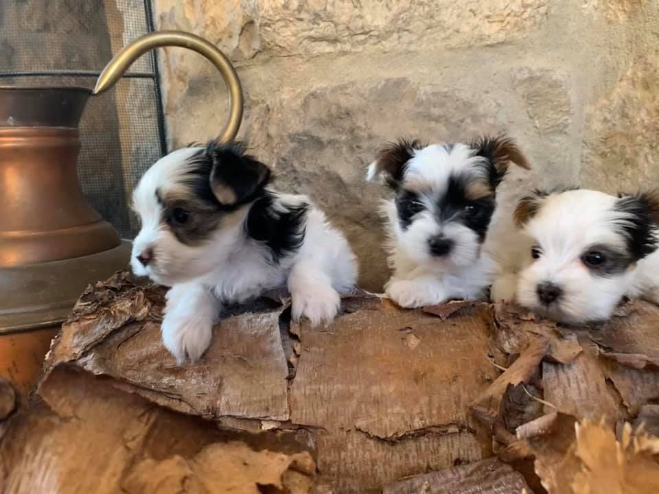 Three puppies are sitting on a piece of wood.