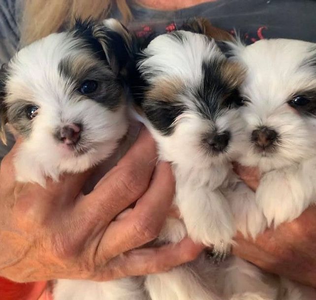 A woman is holding three small puppies in her hands.