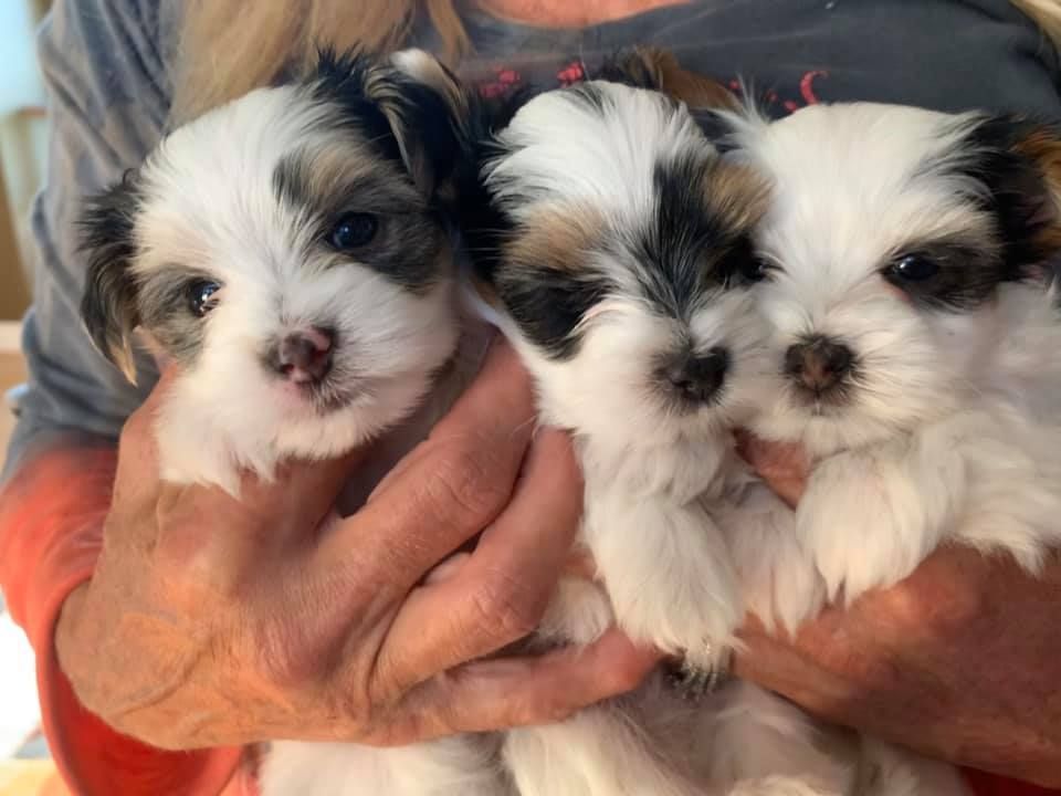 A woman is holding three small puppies in her hands.