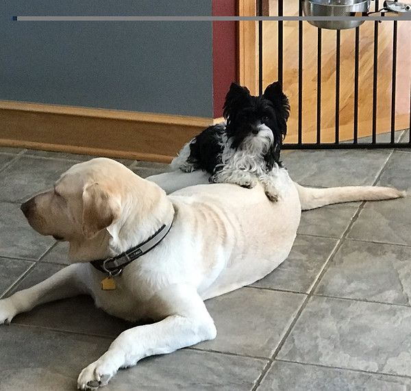 A black and white dog laying on top of a white dog
