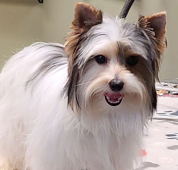 A small white and brown dog is sitting on a bed and smiling at the camera.