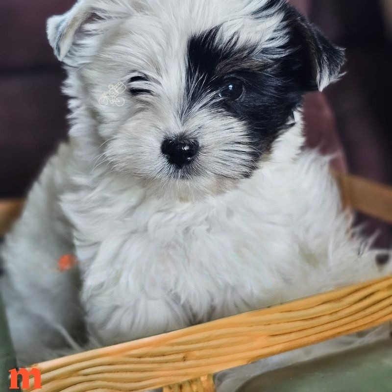 A black and white puppy is sitting in a wicker basket