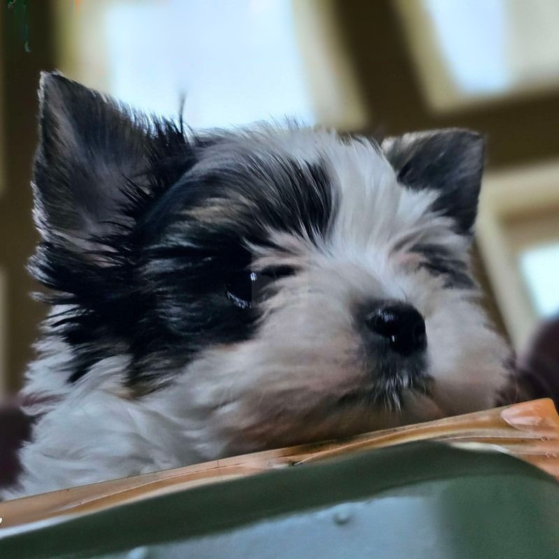 A picture of a puppy that says