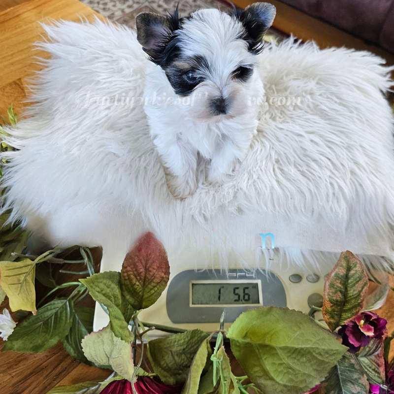A small white dog laying on top of a scale with the number 56 on it