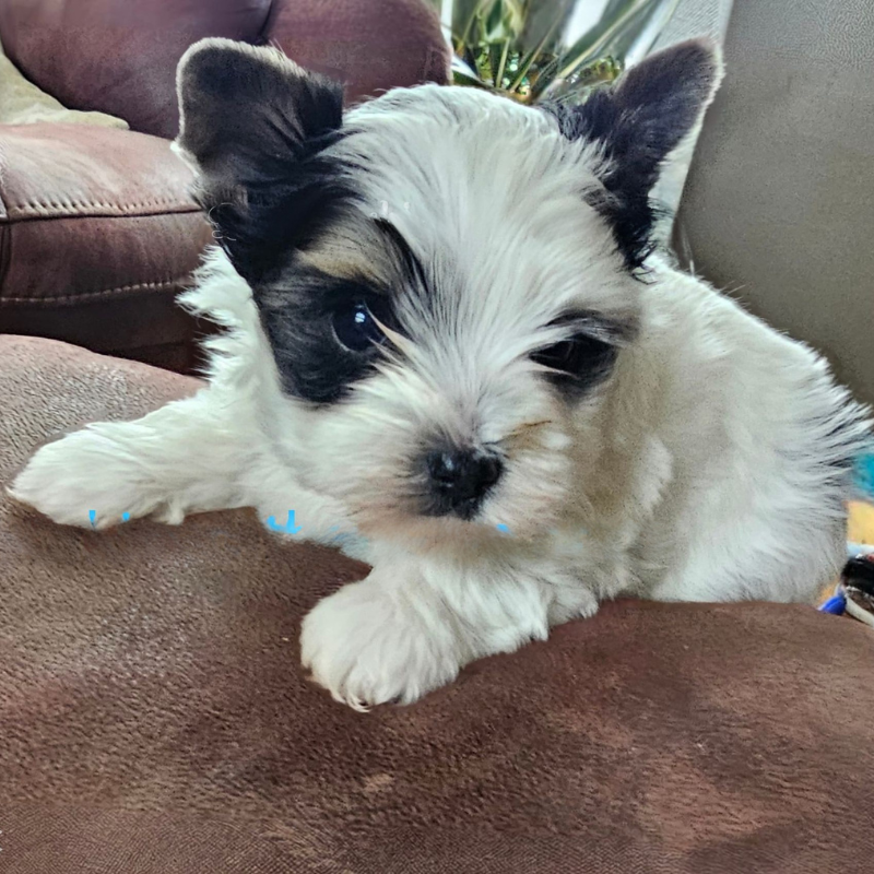 A black and white puppy is laying on a brown couch ..