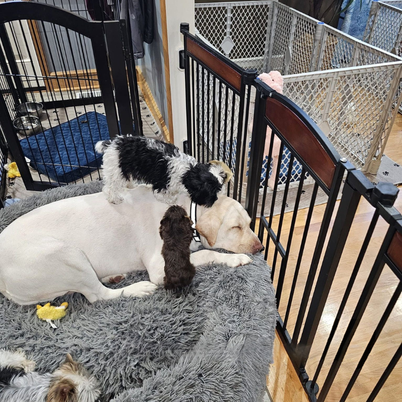 A dog and two puppies are laying in a cage.