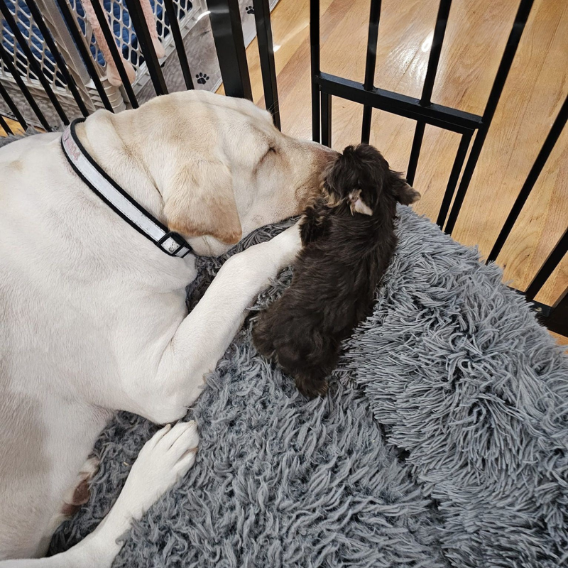 A dog is licking another dog 's paw in a cage.