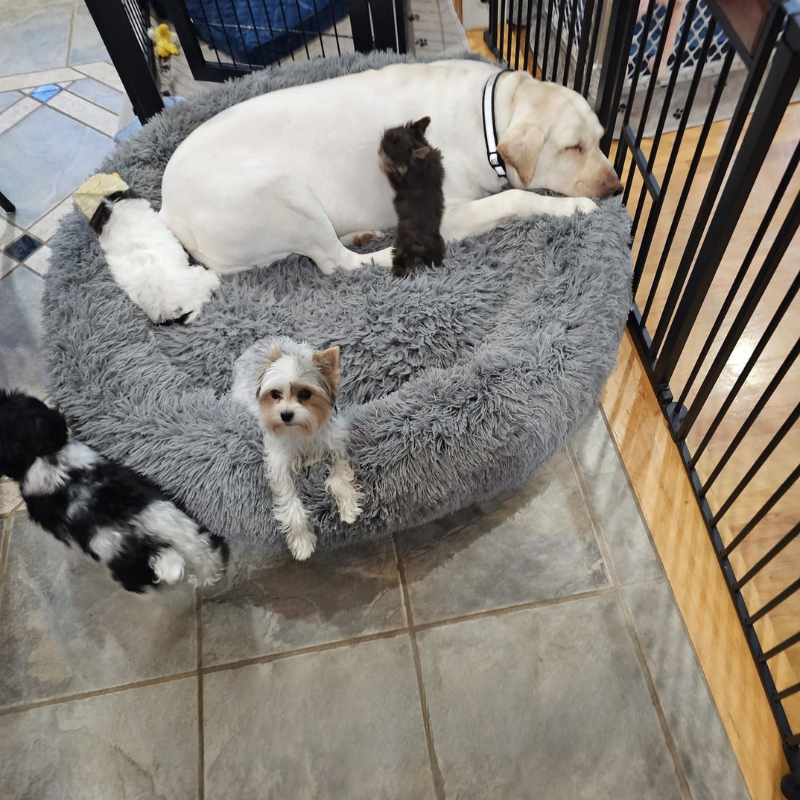 A dog and two kittens are laying in a dog bed.