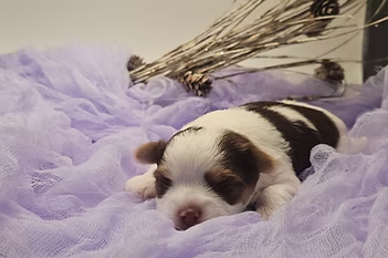 Ricky Handsome Parti Yorkie boy laying on velvet love.
Ricky, the 2-week-old AKC Chocolate Tan Parti Yorkie, naps on velvet—tiny, dreamy, and already stealing hearts. ???