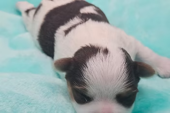 sweet little party Yorkie puppy for sale in Missouri.