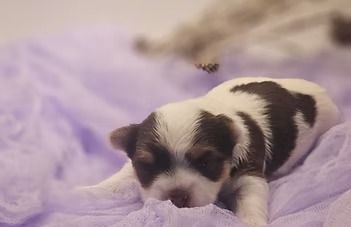 AKC Chocolate Tan Parti Yorkie female sleeping on a soft violet blanket.