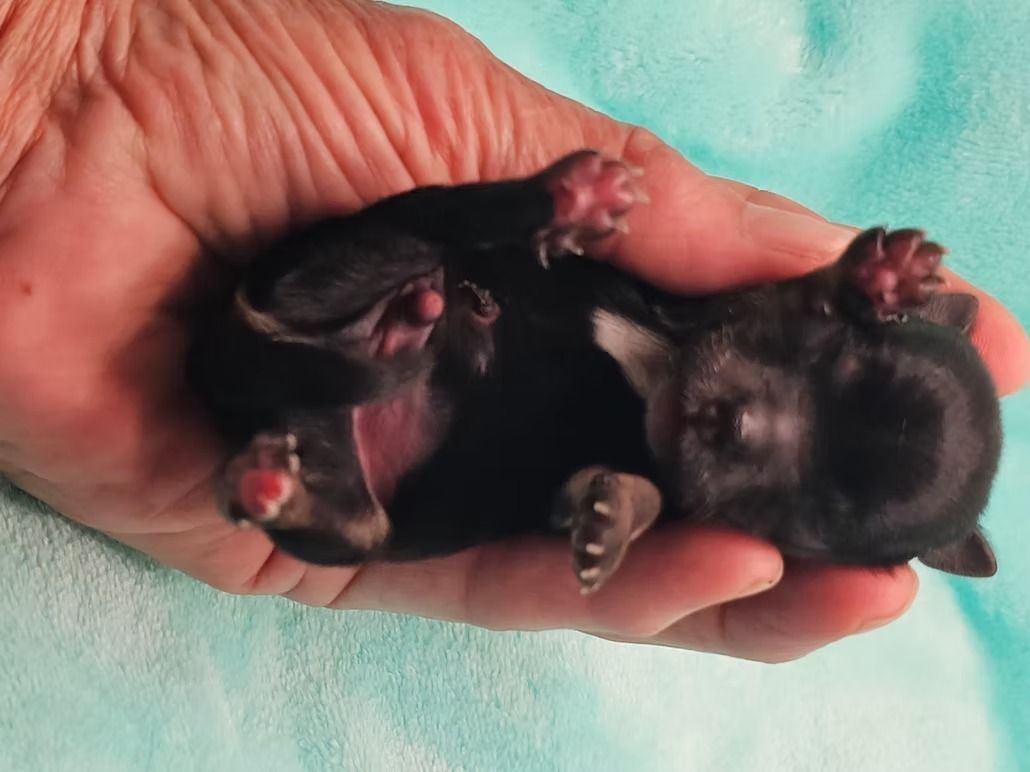 Traditional male puppy on hands named onion.
