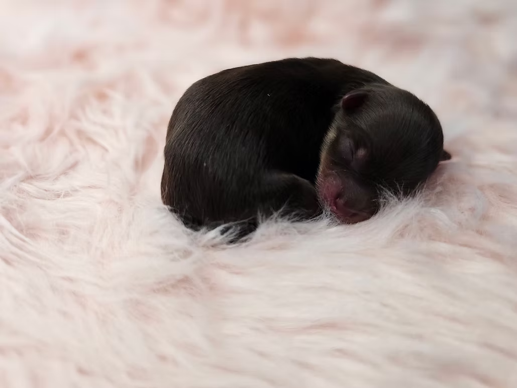 Amber a chocolate-tan yorkie puppy,  curled up in a cozy blanket in Oak Grove, Missouri