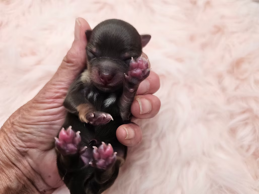 Amber, a 1-day-old chocolate tan Yorkie puppy, curled up in Mom's hands in Kansas City, Missouri.