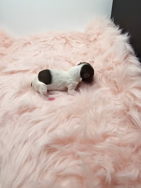 Pearl, a parti yorkie puppy, at 1 day old on a pink blanket in kansas city, MO