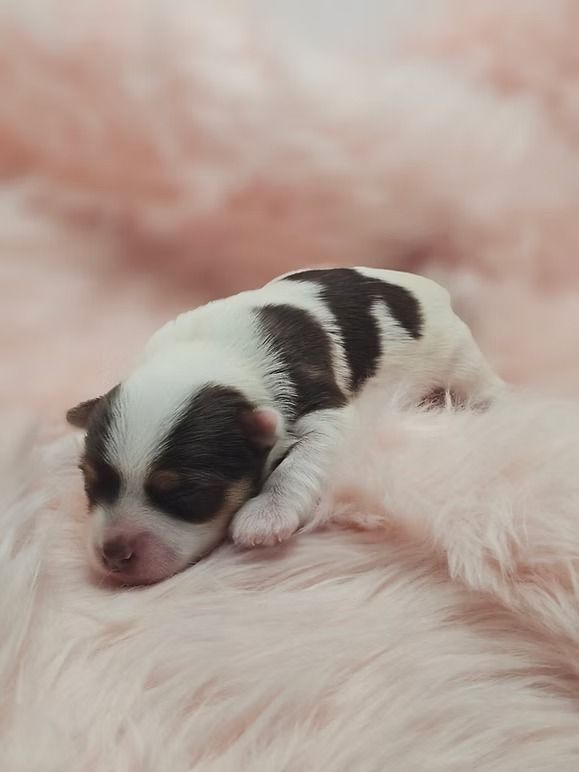 Parti Yorkie puppy for sale near Kansas City, Missouri, sitting on a pink blanket.