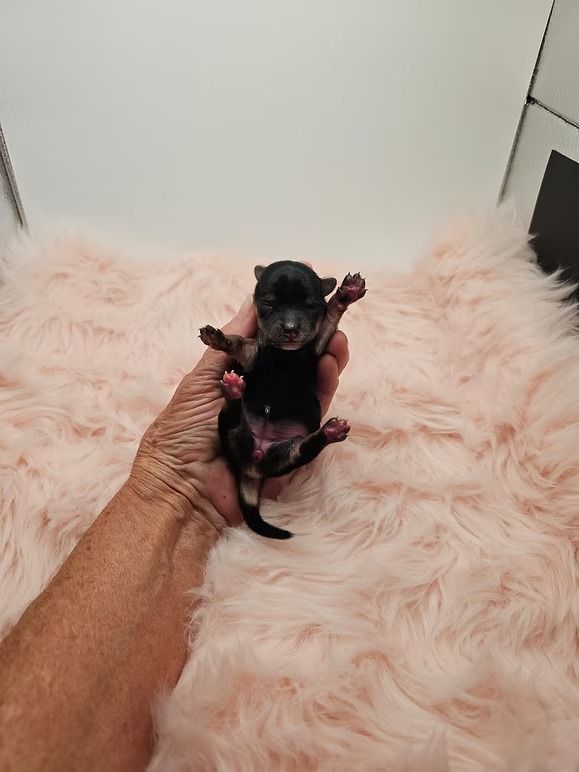 Luna, a traditional Yorkie puppy at 1 day old.