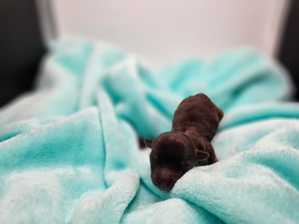 Kasper a hocolate Yorkie puppy, lying  in his bed in aint Louis, Missouri.