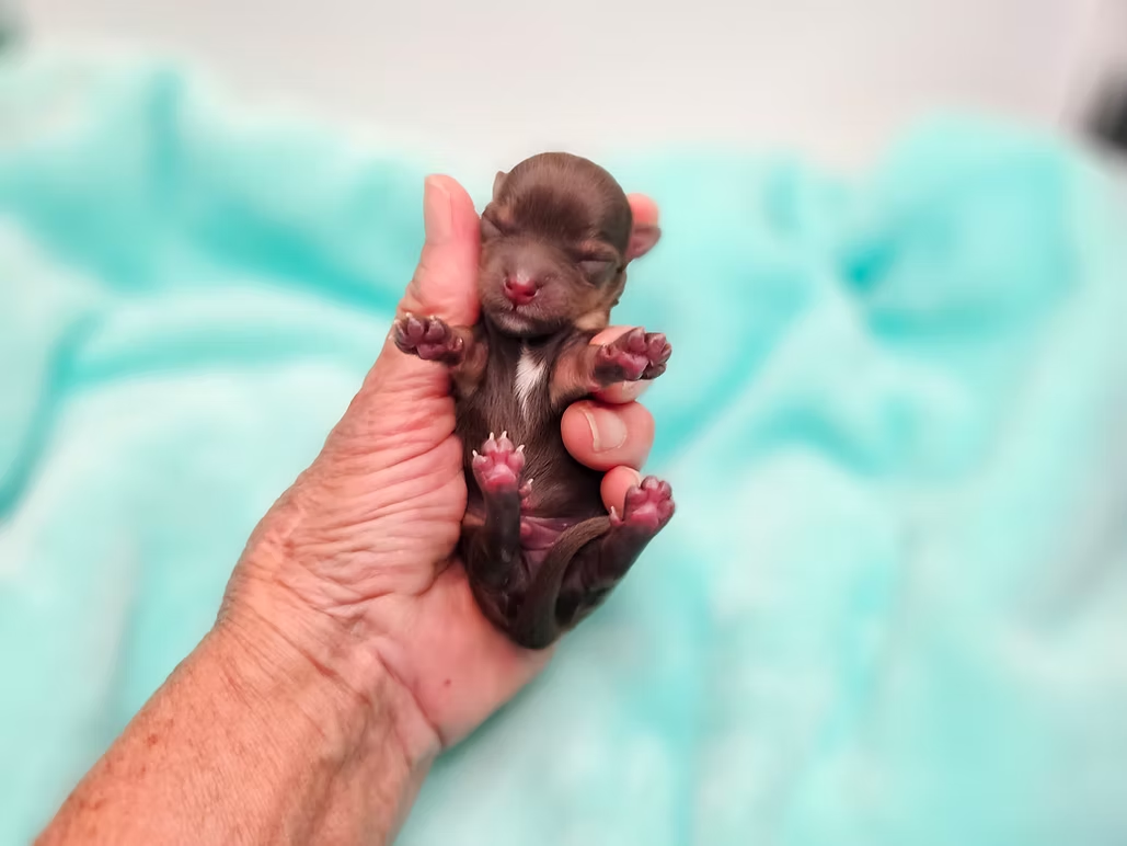 Jasper the tiny chocolate yorkie puppy for sale in Saint Louis Missouri.