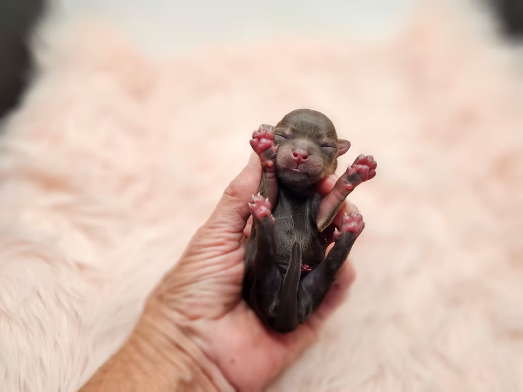 Ruby at 1 day old a chocolate tan yorkie puppy from the best breeder in ansas City, Missouri.