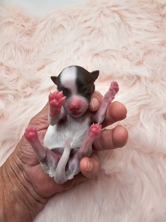 Pearl at 1 day old, a parti yorkie puppy in Oak grove, Missouri