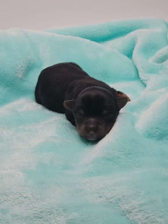Traditional male puppy named onion