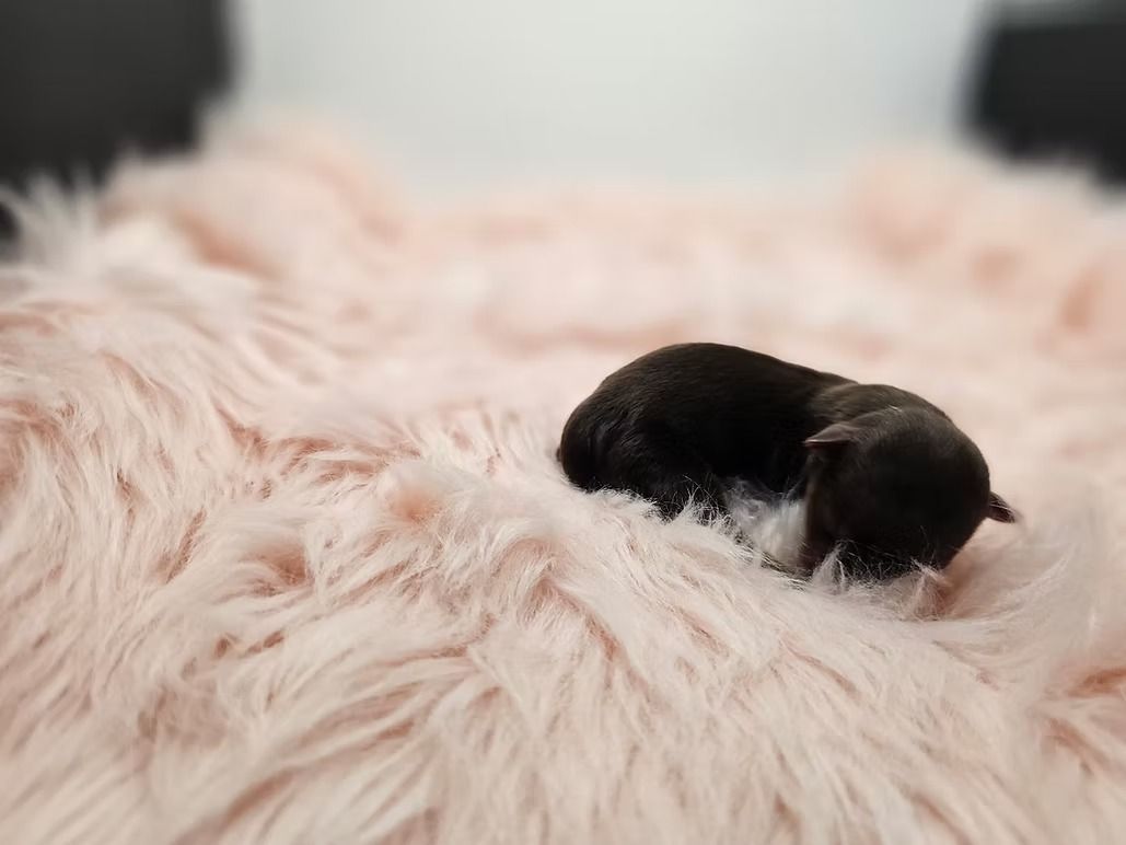 Ruby the chocolate tan yorkie puppy for sale in Missouri.