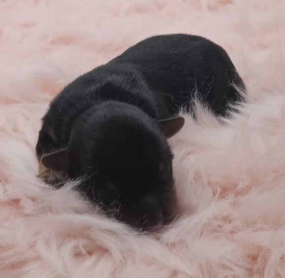 Nova, a traditional yorkie female in Kansas City, Missouri