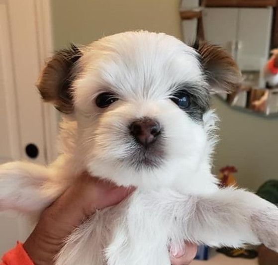 A person is holding a small white puppy in their hand.