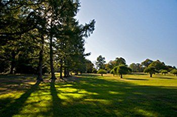 affordable tree services